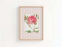 Vintage Rose 1 | Vintage Flower Art Print | Pink Stripe - Unframed