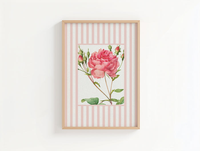 Vintage Rose 1 | Vintage Flower Art Print | Pink Stripe - Unframed