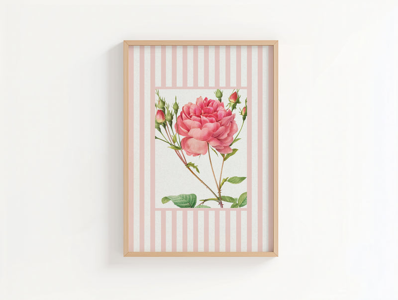 Vintage Rose 1 | Vintage Flower Art Print | Pink Stripe - Unframed