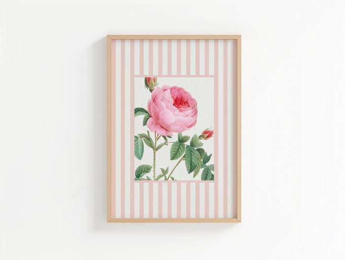 Vintage Rose 2 | Vintage Flower Art Print | Pink Stripe - Unframed
