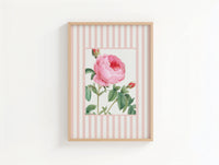 Vintage Rose 2 | Vintage Flower Art Print | Pink Stripe - Unframed