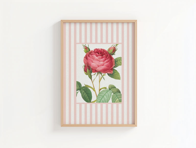 Vintage Rose 3 | Vintage Flower Art Print | Pink Stripe - Unframed