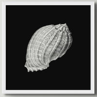 Set of Three Vintage Shell Prints | Black Background - Framed - Beach House Art