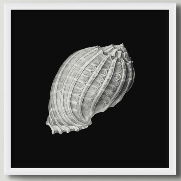 Set of Three Vintage Shell Prints | Black Background - Framed - Beach House Art