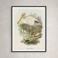Spoonbill (Yellow Billed) Vintage Bird Art Print - Framed
