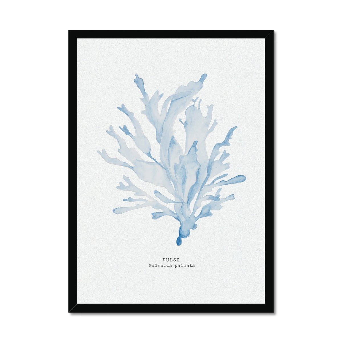 Blue Watercolour Seaweed Print | Dulse Seaweed Painting - Framed