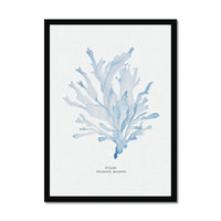 Blue Watercolour Seaweed Print | Dulse Seaweed Painting - Framed
