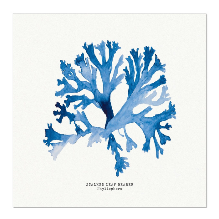 Seaweed Art | Stalked Leaf Bearer | Square - Unframed