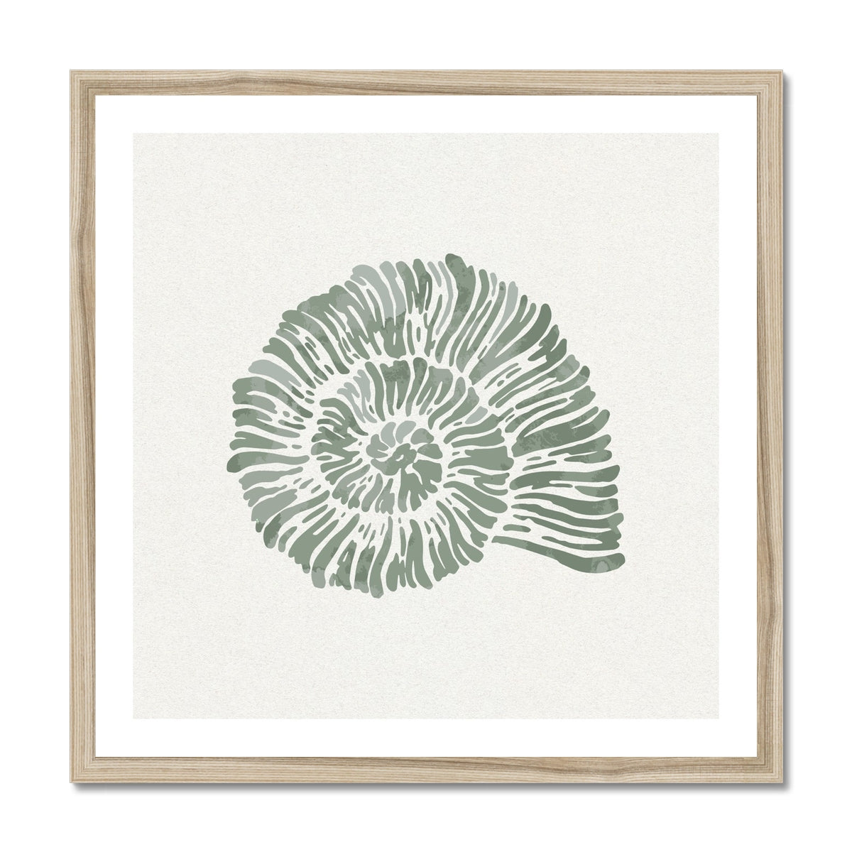 Sage Green Spiral Shell Art Print | Shell & Coral Art - Framed