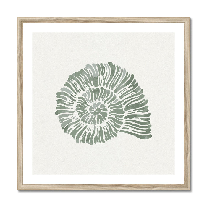 Sage Green Spiral Shell Art Print | Shell & Coral Art - Framed