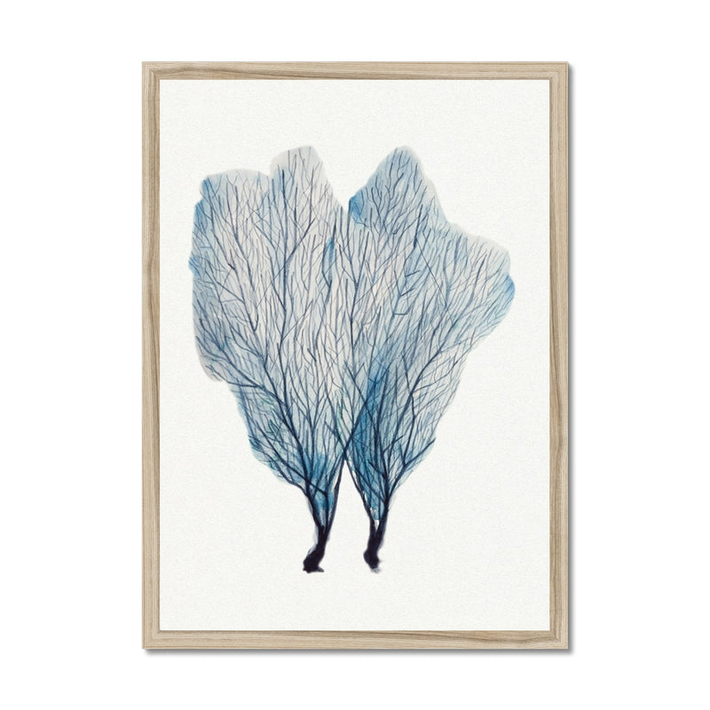 Sea Fan Watercolour Coral Painting | Coral Art | No 1 - Framed