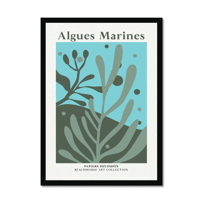 Framed seaweed artwork of marine algae with 'Algues Marines' text on a white background