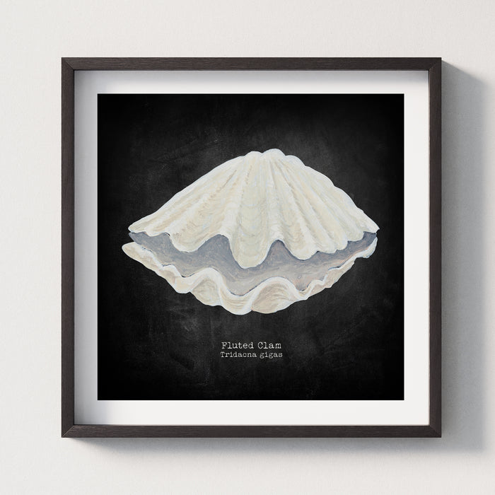Hand-painted Clam Shell Art Print | Black Background - Framed