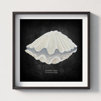 Hand-painted Clam Shell Art Print | Black Background - Framed