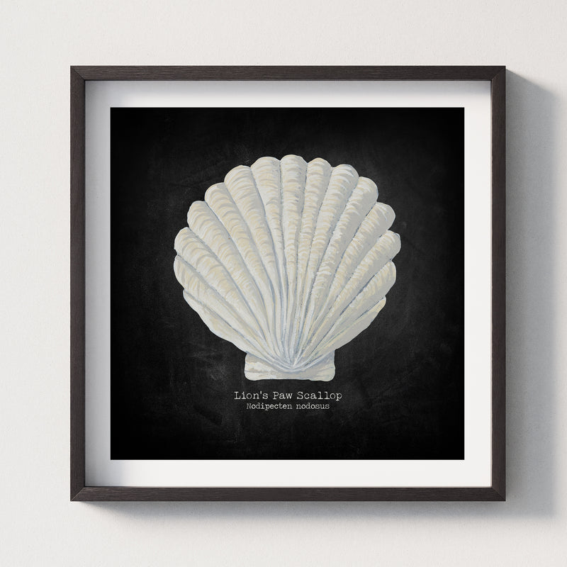Hand-painted Scallop Shell Art Print | Black Background - Framed