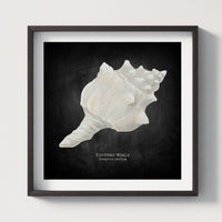 Hand-painted Whelk Shell Art Print | Black Background - Framed