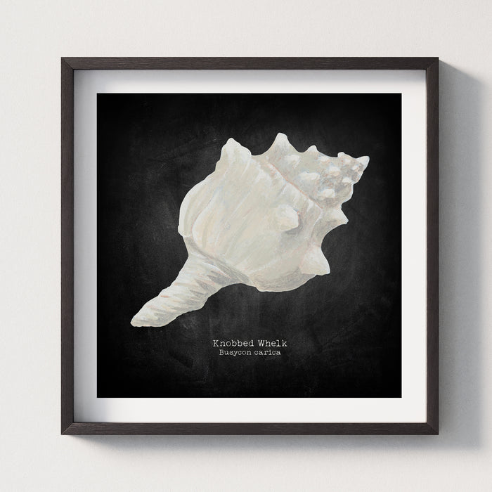 Hand-painted Whelk Shell Art Print | Black Background - Framed