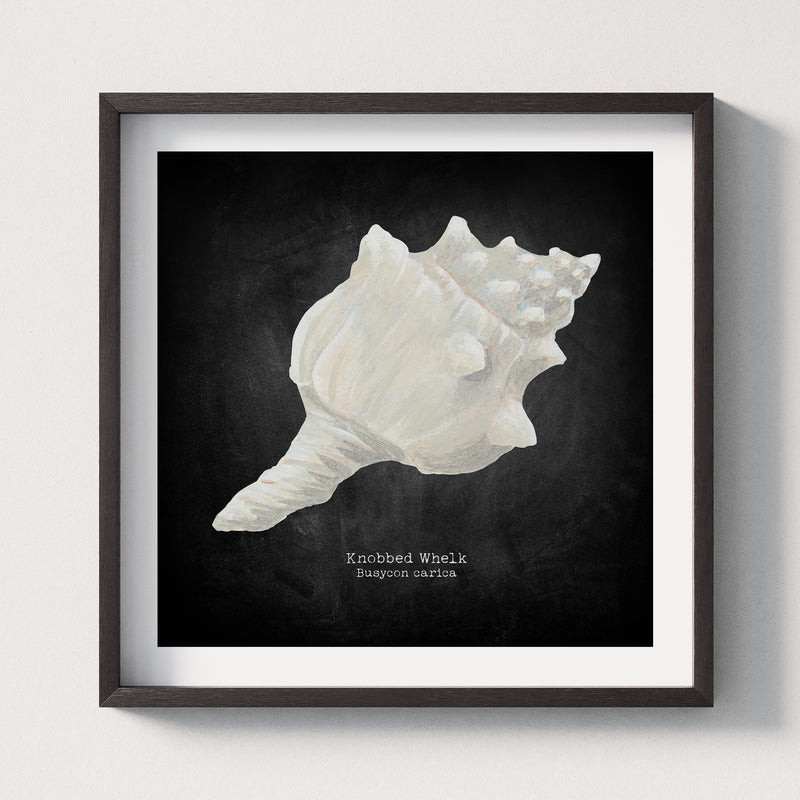 Hand-painted Whelk Shell Art Print | Black Background - Framed