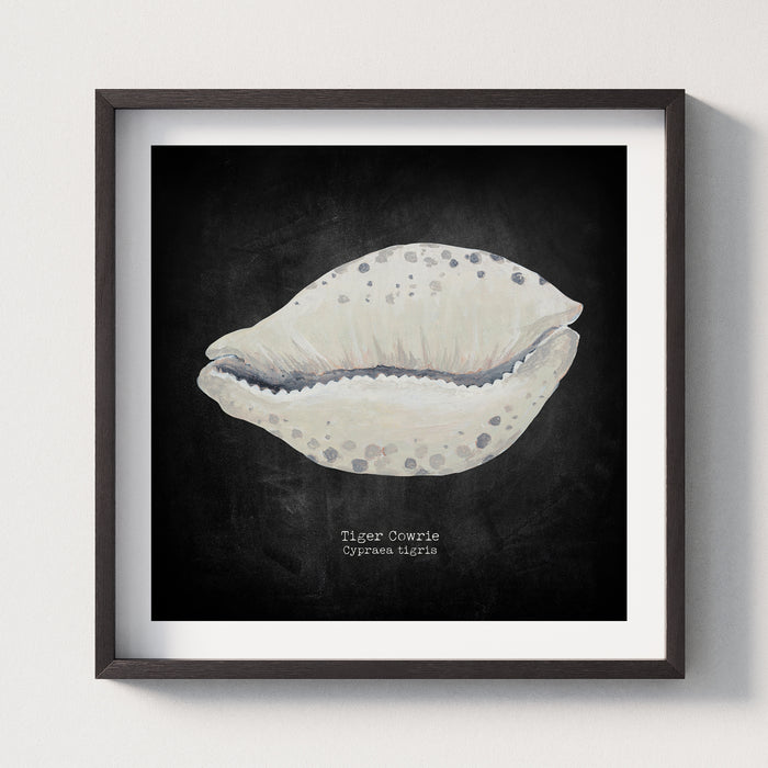 Hand-painted Cowrie Shell Art Print | Black Background - Framed