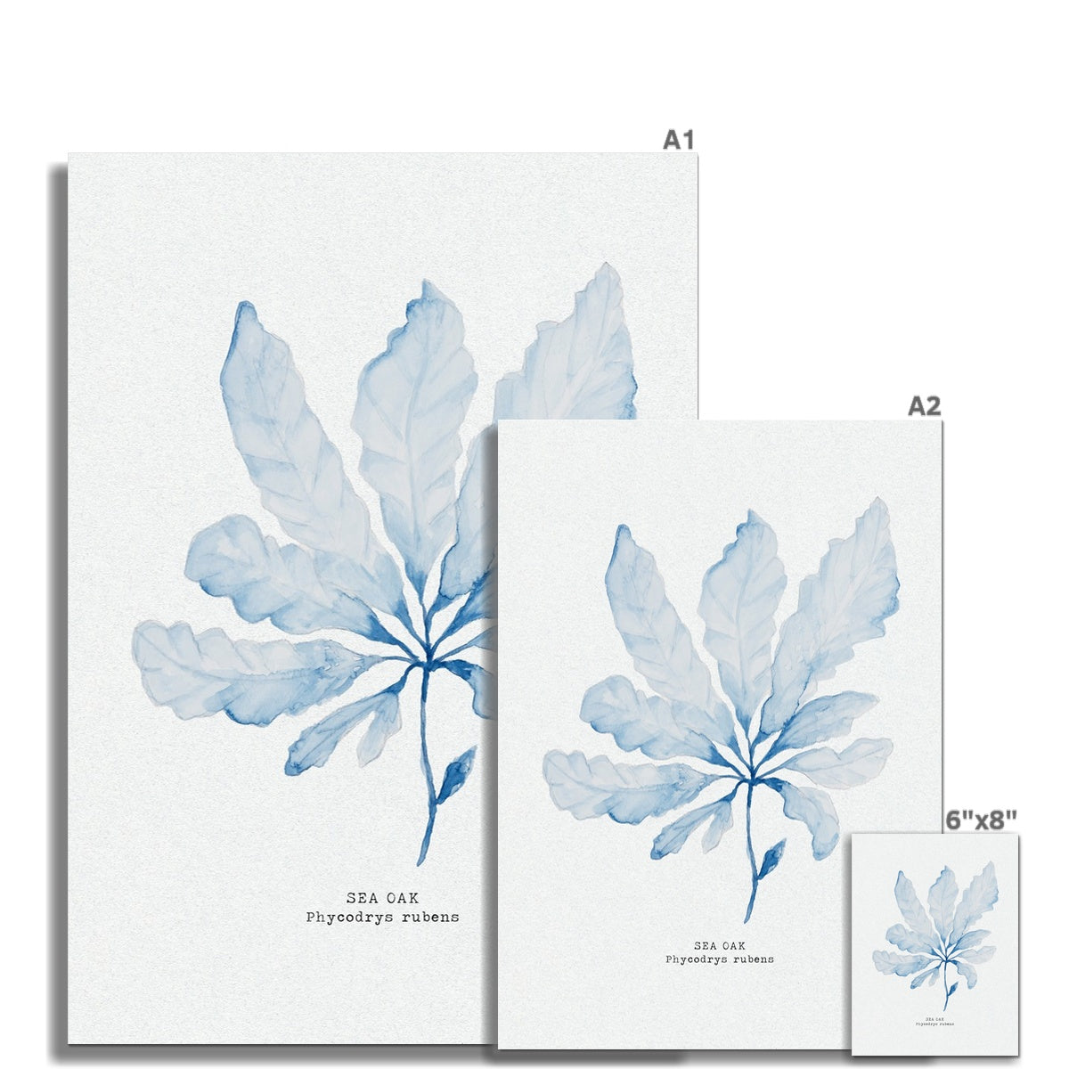 Blue Watercolour Seaweed Art Print | Sea Oak Seaweed Painting  - Unframed