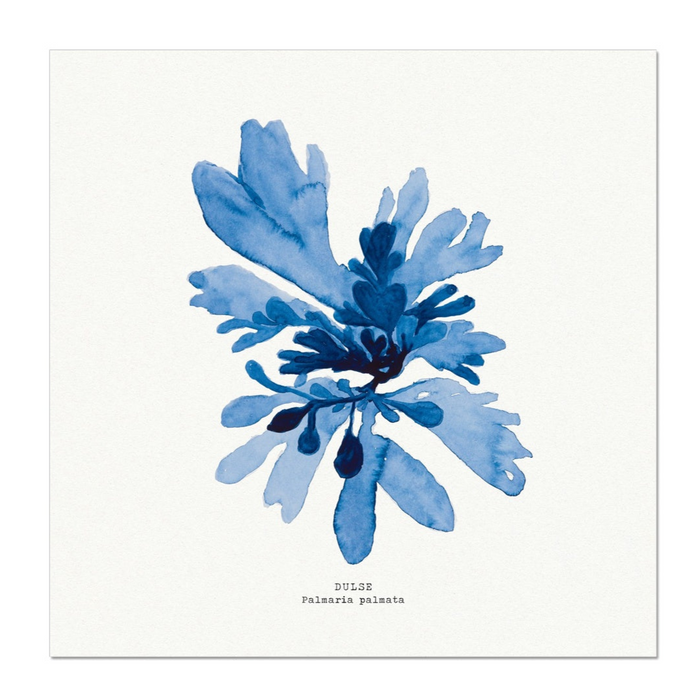 Seaweed Art | Dulse No 1 | Square - Unframed
