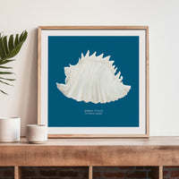 Hand-painted Conch Shell Art Print | Marine Blue Background - Framed