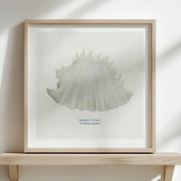 Hand-painted Conch Shell Art Print | Natural Background - Unframed