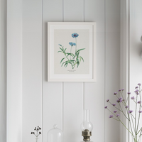 Cornflower Painting | Vintage Flower Print | Botanical Art - Unframed