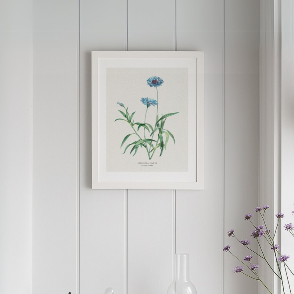 Cornflower Painting | Vintage Flower Print | Botanical Art - Unframed