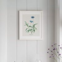 Cornflower Painting | Vintage Flower Print | Botanical Art - Unframed