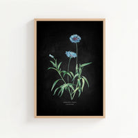 Framed botanical print of blue flowers on a black background