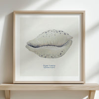 Hand-painted Cowrie Shell Art Print | Natural Background - Unframed