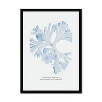 Blue Watercolour Seaweed Print | Beautiful Fan Weed Seaweed Painting - Framed