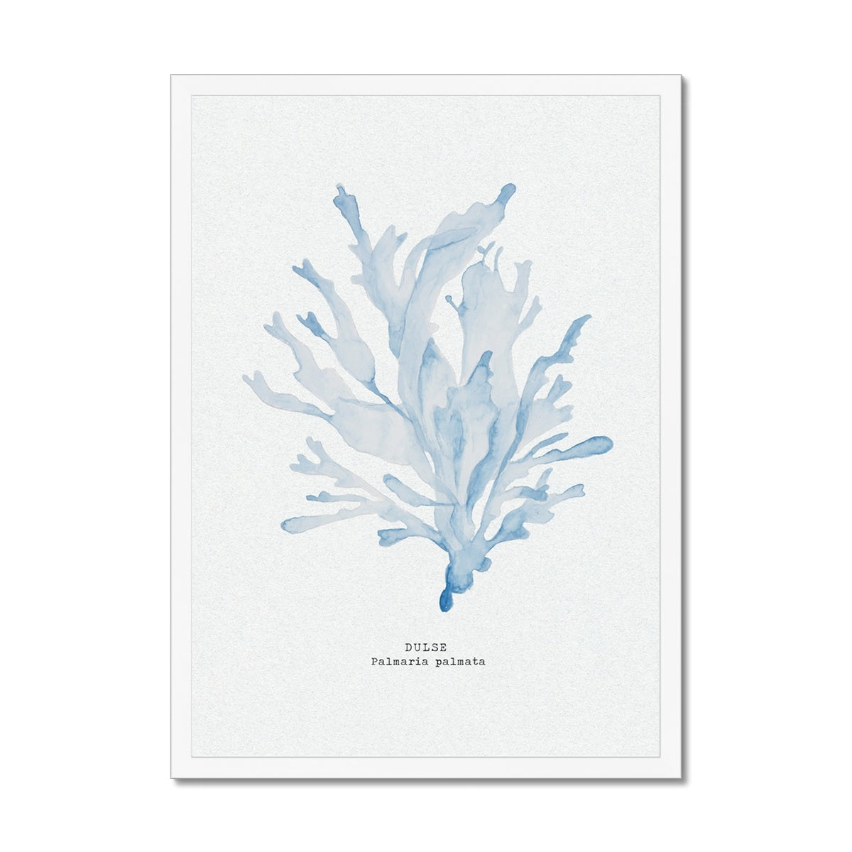Blue Watercolour Seaweed Print | Dulse Seaweed Painting - Framed