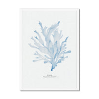 Blue Watercolour Seaweed Print | Dulse Seaweed Painting - Framed