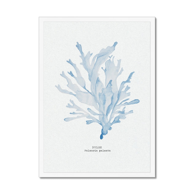Blue Watercolour Seaweed Print | Dulse Seaweed Painting - Framed
