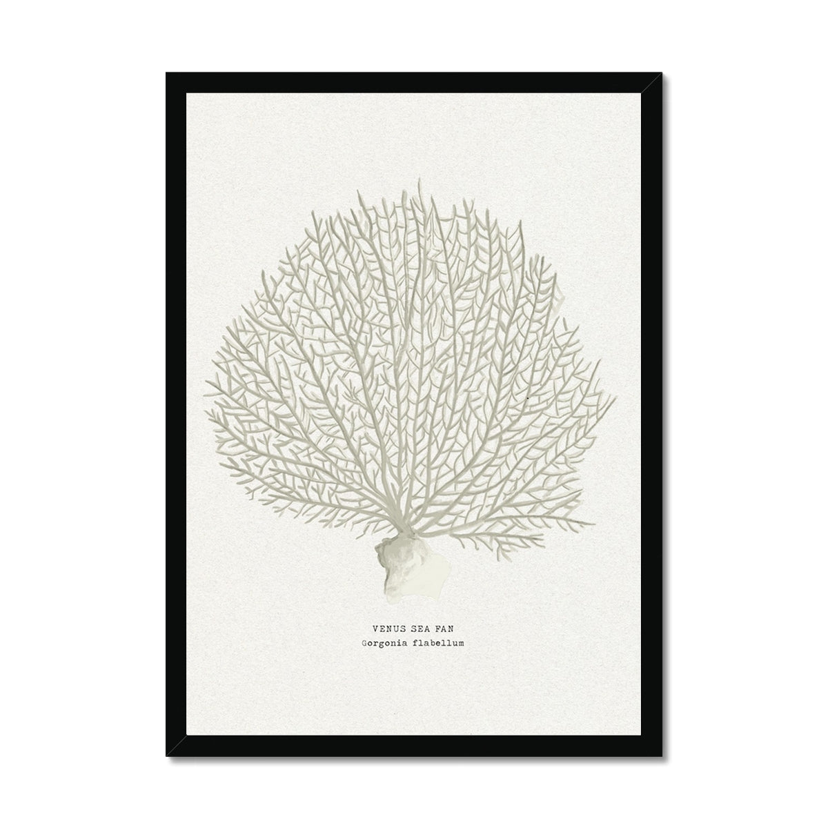 Framed artwork of a coral illustration on a white background
