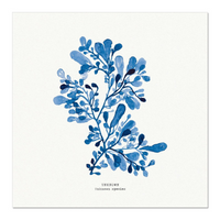 Seaweed Art | Unknown Species | Square - Unframed