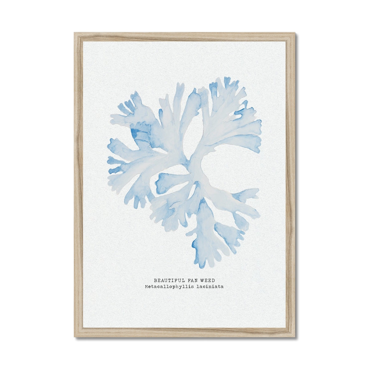 Blue Watercolour Seaweed Print | Beautiful Fan Weed Seaweed Painting - Framed