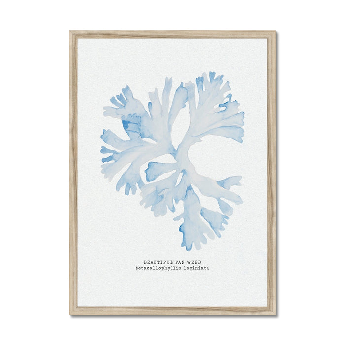 Blue Watercolour Seaweed Print | Beautiful Fan Weed Seaweed Painting - Framed