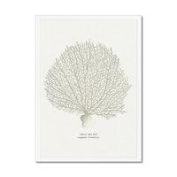 Framed artwork of a coral illustration on a white background