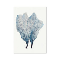 Sea Fan Watercolour Coral Painting | Coral Art | No 1 - Unframed