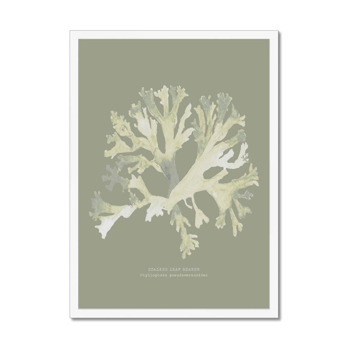 Olive Green Seaweed Art Print | Botanical Wall Decor | Stalked Leaf Bearer - Framed
