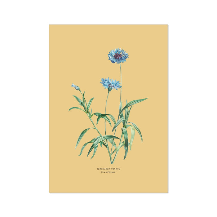 Illustration of cornflower on a yellow background