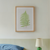 Aspidium Goldianum | Ferns Print 7 | Botanical Art - Unframed