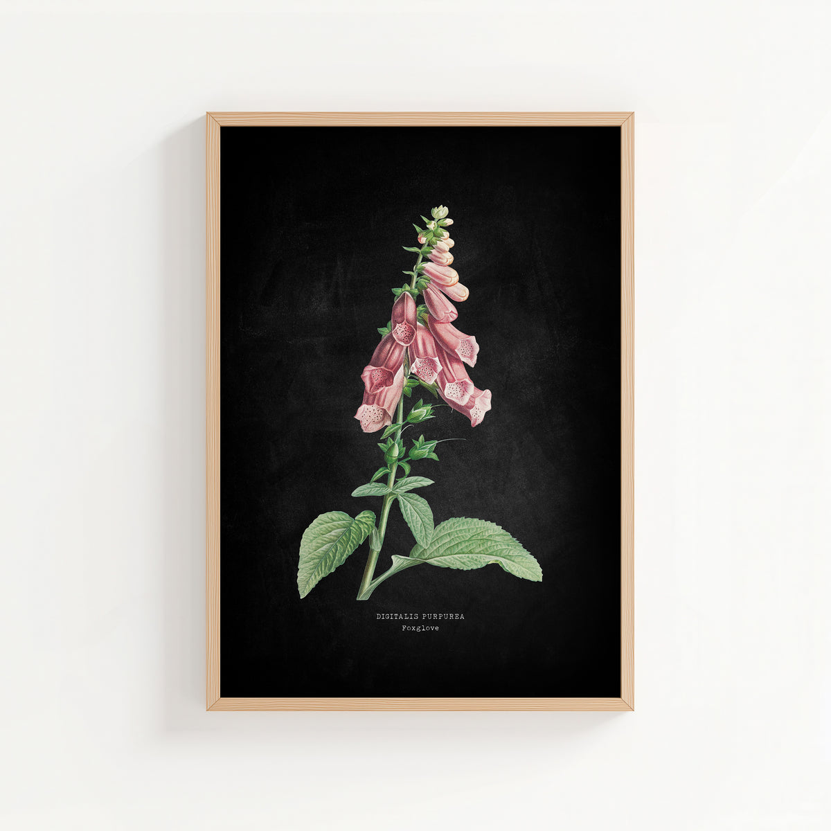 Foxglove | Botanical Art Vintage Flower Print | Black - Unframed