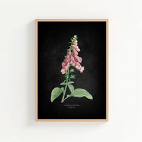 Foxglove | Botanical Art Vintage Flower Print | Black - Unframed