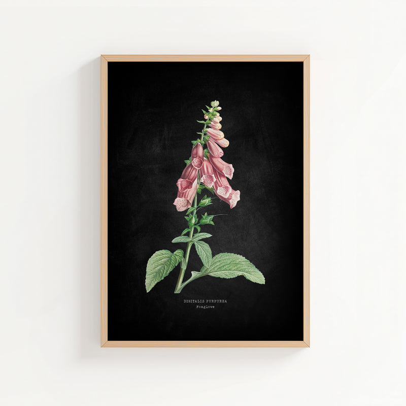 Foxglove | Botanical Art Vintage Flower Print | Black - Unframed