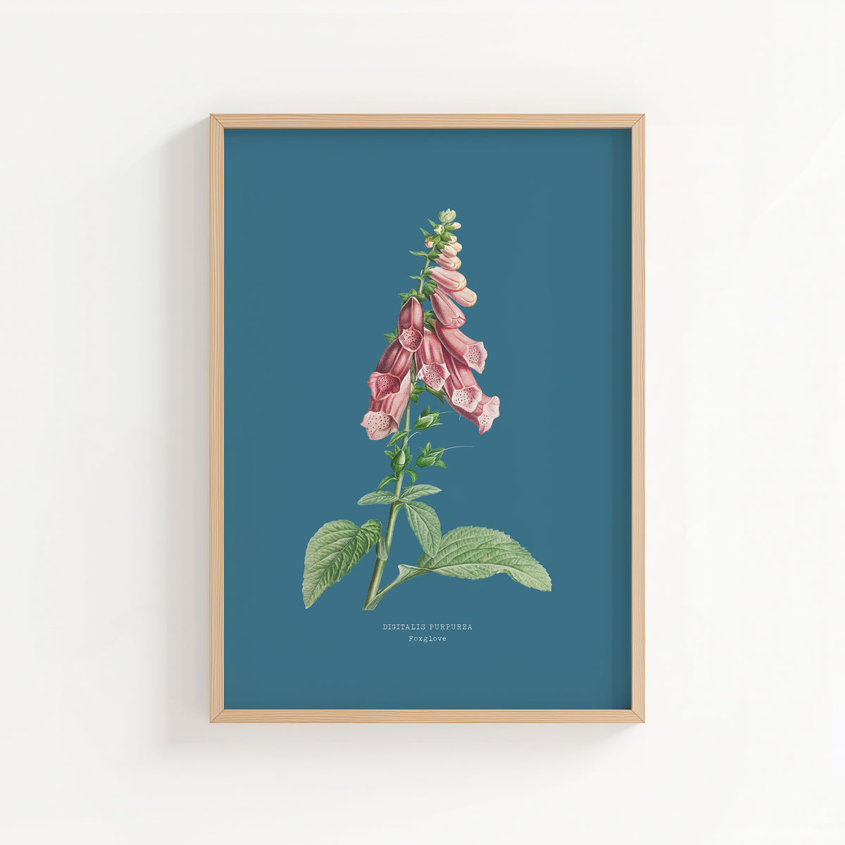 Foxglove | Botanical Art Vintage Flower Print | Marine Blue - Unframed