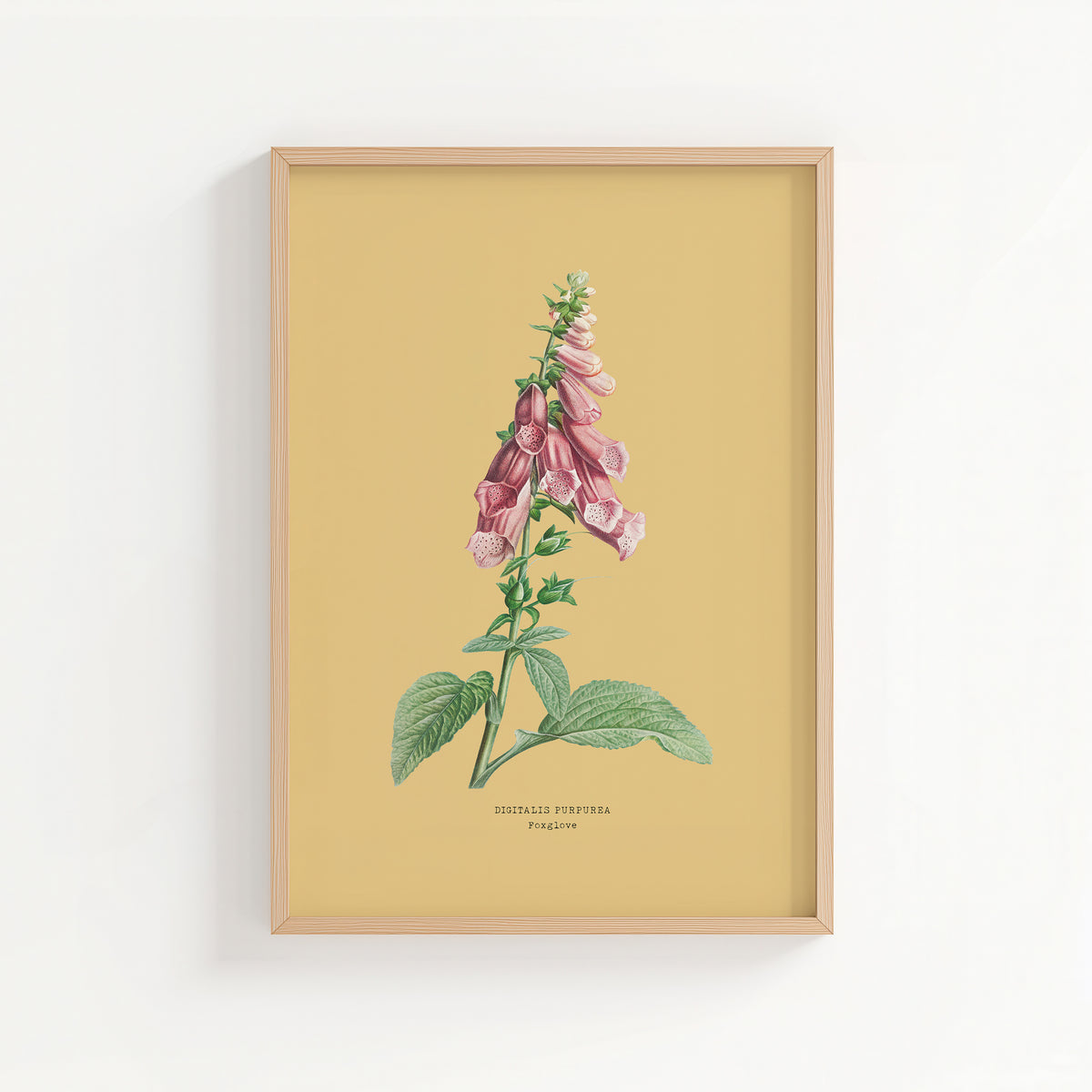 Foxglove | Botanical Art Vintage Flower Print | Yellow Sand - Unframed